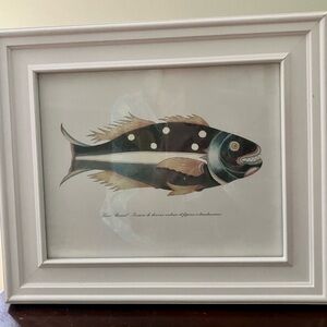 Louis Reynard   “Poissons de diverse couleurs et figures extraordinaries” Print